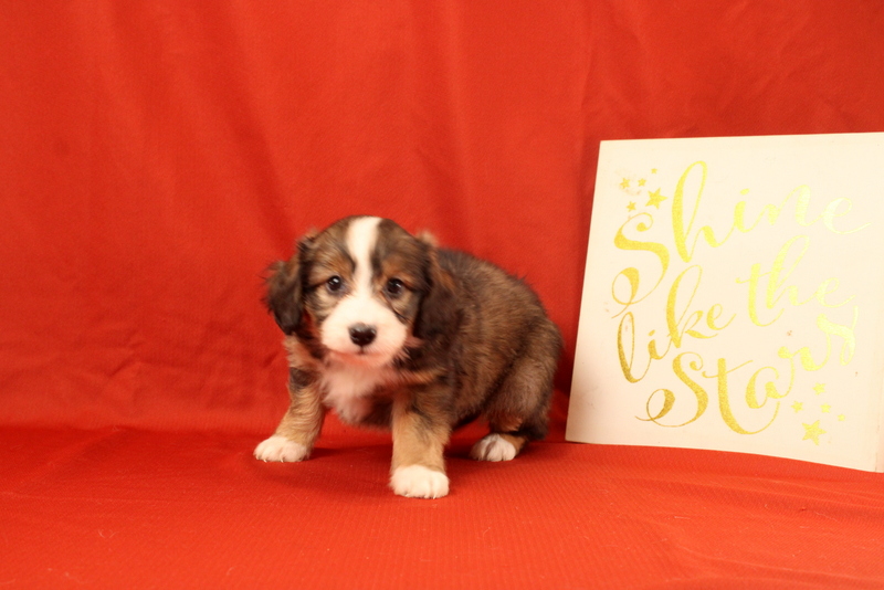 puppy, for, sale, Mini Bernedoodle F2, Matthew B. Stoltzfus, dog, breeder, Gap, PA, dog-breeder, puppy-for-sale, forsale, nearby, find, puppyfind, locator, puppylocator, aca
